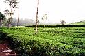 Coloured Tea Plant